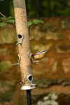 Nuthatch278_7849.jpg