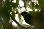 blackbird.jpg
