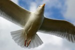 Highlight for Album: Birds
