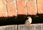 houseSparrow.jpg
