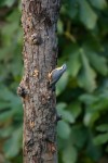 nuthatch278_7858.jpg