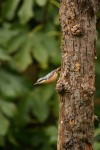 nuthatch278_7896.jpg