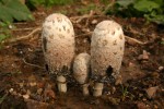Shaggy Ink Cap trio.JPG