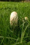 Shaggy Ink Caps in Grass.JPG