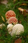 early stages of Fly Agaric.JPG
