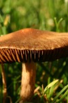 fungi close up.JPG