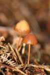 Forest Floor Fungi.jpg