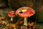 nibbled Fly Agaric.JPG