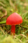 red fungi.JPG