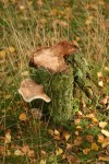stump Fungi.JPG