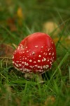 young Fly Agaric.JPG