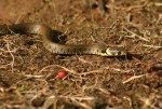 Baby Grass Snake.jpg