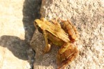 Common Frog.JPG