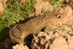 Common Toad 01.JPG