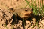 Common Toad 02.JPG