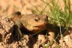 Common Toad 03.JPG