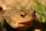 Common Toad 04.JPG