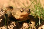 Common Toad 05.JPG