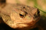 Common Toad 06.JPG