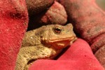 Common Toad gloves.JPG