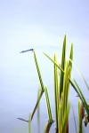 Azure Damselfly 01.jpg