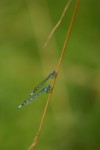 Azure Damselflys 02.jpg