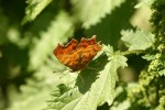 Comma.JPG