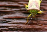 Hawthorn Shieldbug 03.jpg