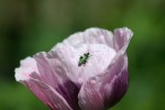 Male Thick Legged Flower Beetle.jpg