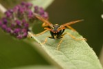 Wasp 01.jpg