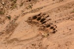 Badger footprints.JPG