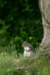 Grey Squirrel pregnant.JPG
