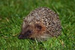 Hedgehog.jpg