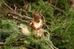 Red Squirrel 01.jpg