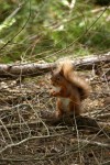 Red Squirrel 02.jpg