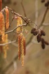 Alder Reproduction.jpg