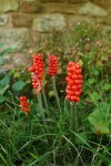 Arum Lilly Berries.JPG