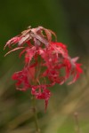 Autumnal Acer.jpg