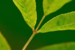 Highlight for Album: Plants