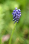 Grape Hyacinth.JPG
