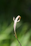 Grass Stem.JPG
