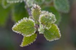 Hoare Frosted Nettle.jpg