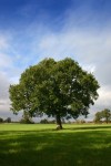 Oak.jpg