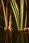Rushes Close Up.JPG