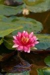 Water Lilly.JPG