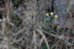 DSC_0075.JPG