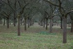 DSC_0088.JPG