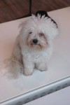 A Dog Wondering What To Do Next.jpg