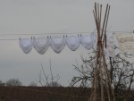 IMG_1605.jpg